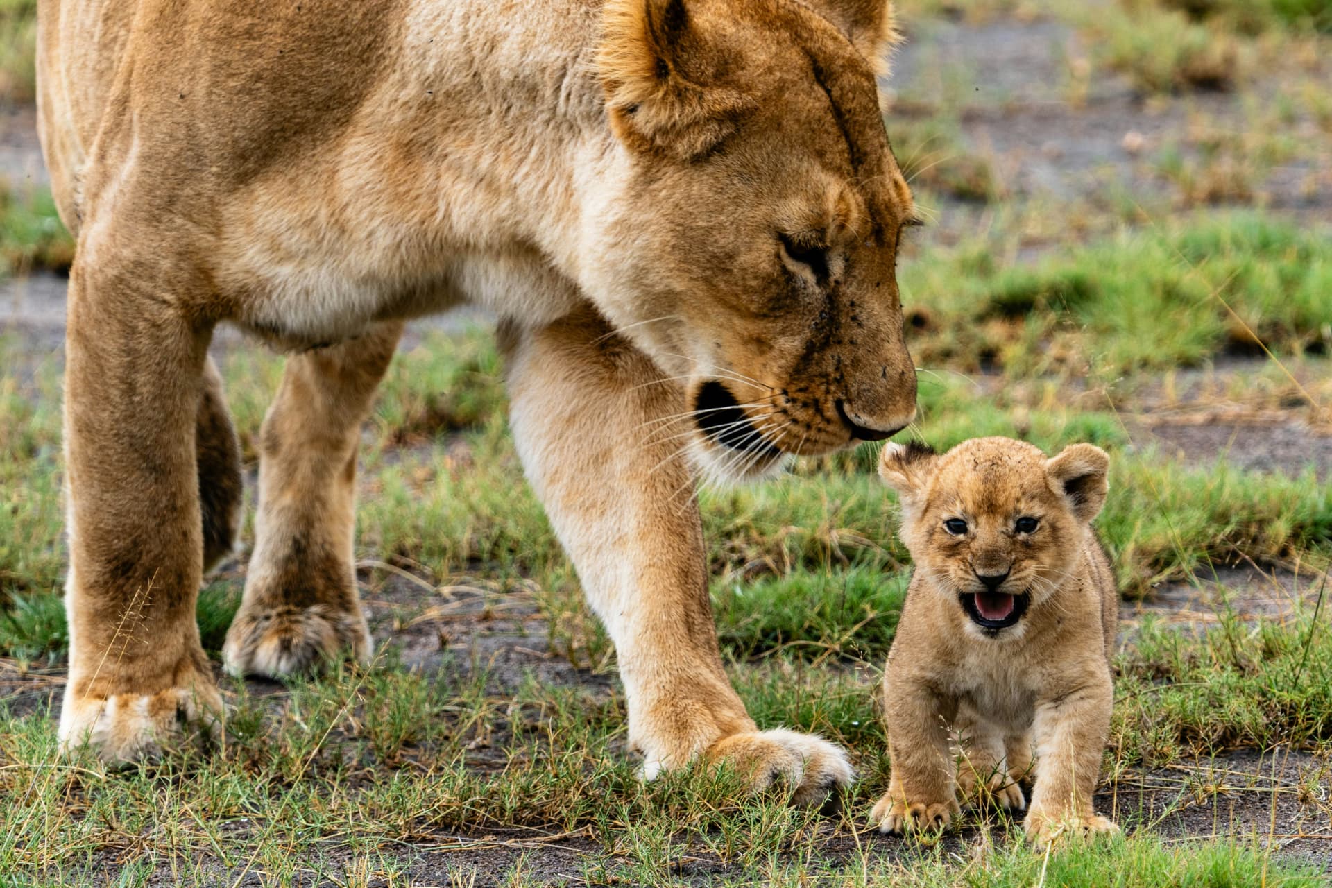 7 Days Tanzania Family Safari — Tarangire National Park and Serengeti National Park