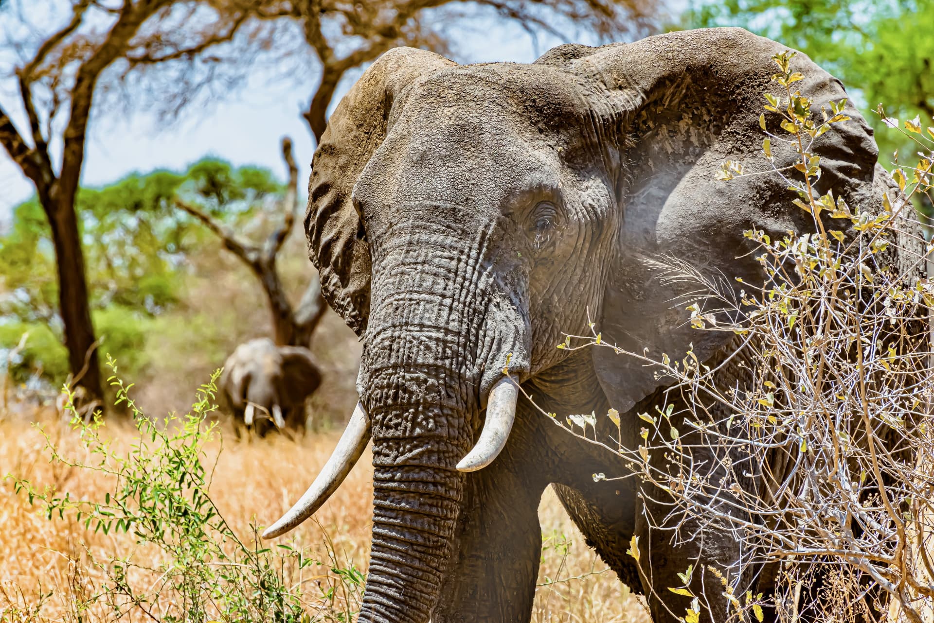 Tarangire National Park, Northern Tanzania