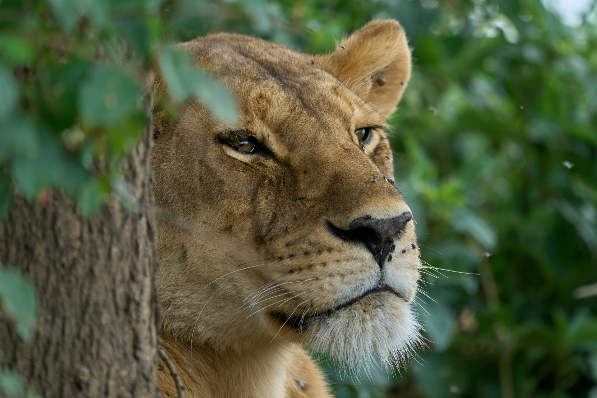 Nyerere National Park, Southern Tanzania