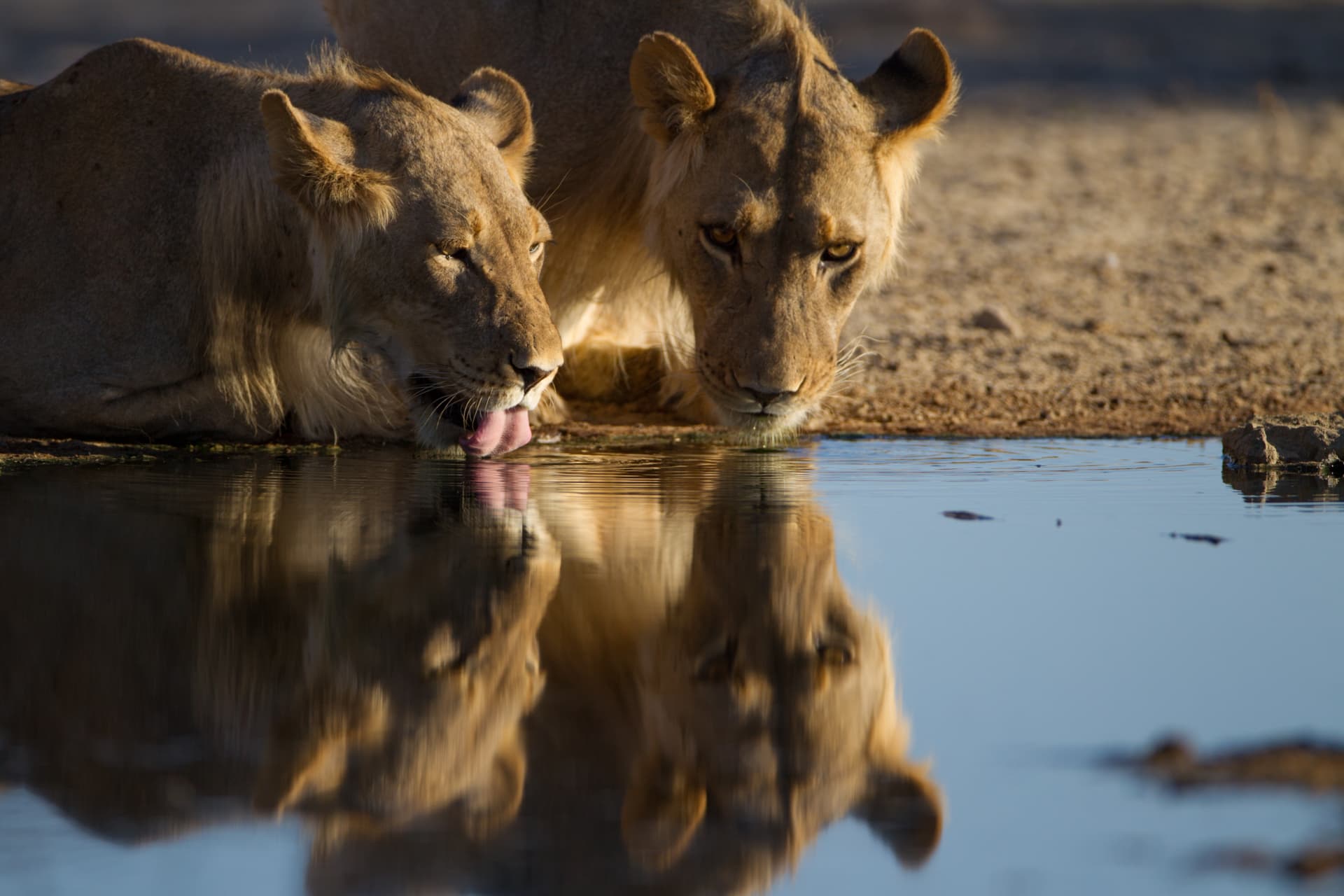 8 Days Tanzania Grand Safari — Tarangire National Park and Lake Manyara National Park