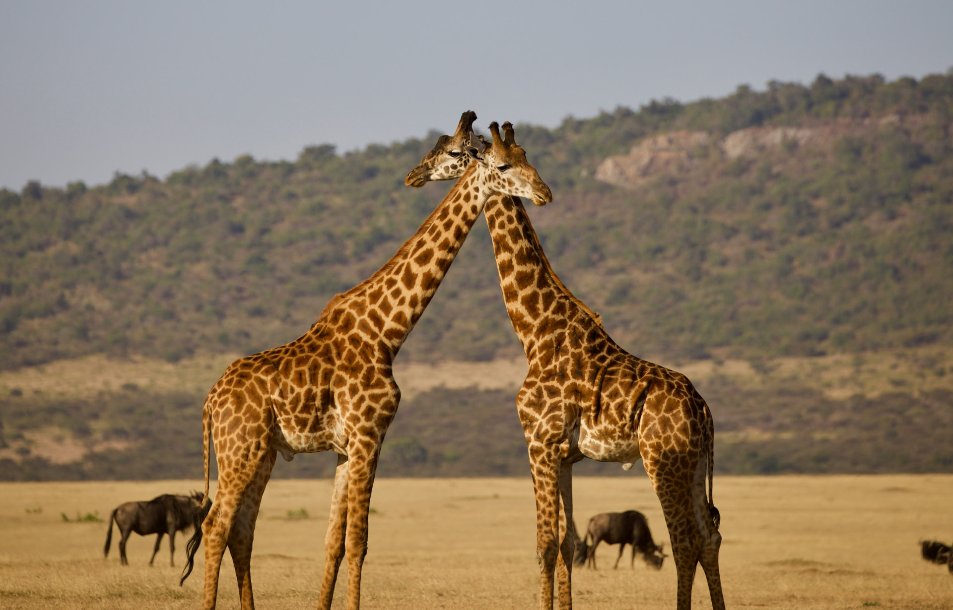 10 Days Complete Tanzania Safari — Arusha and Tarangire National Park