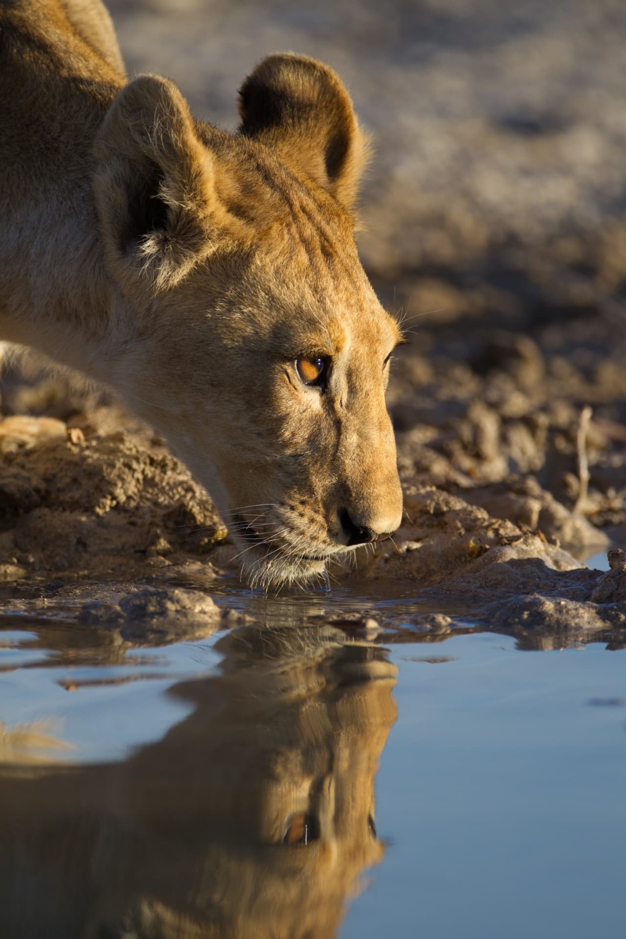 Lake Manyara National Park, Northern Tanzania