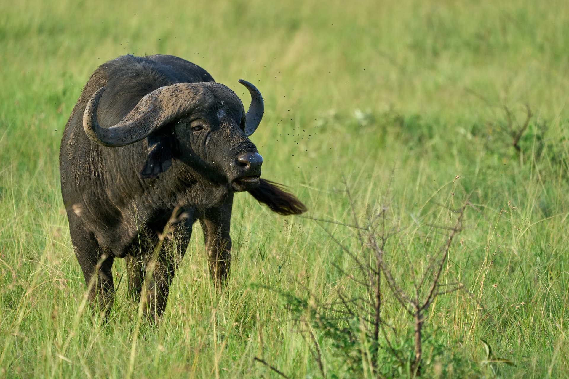 Ngorongoro Crater, Northern Tanzania