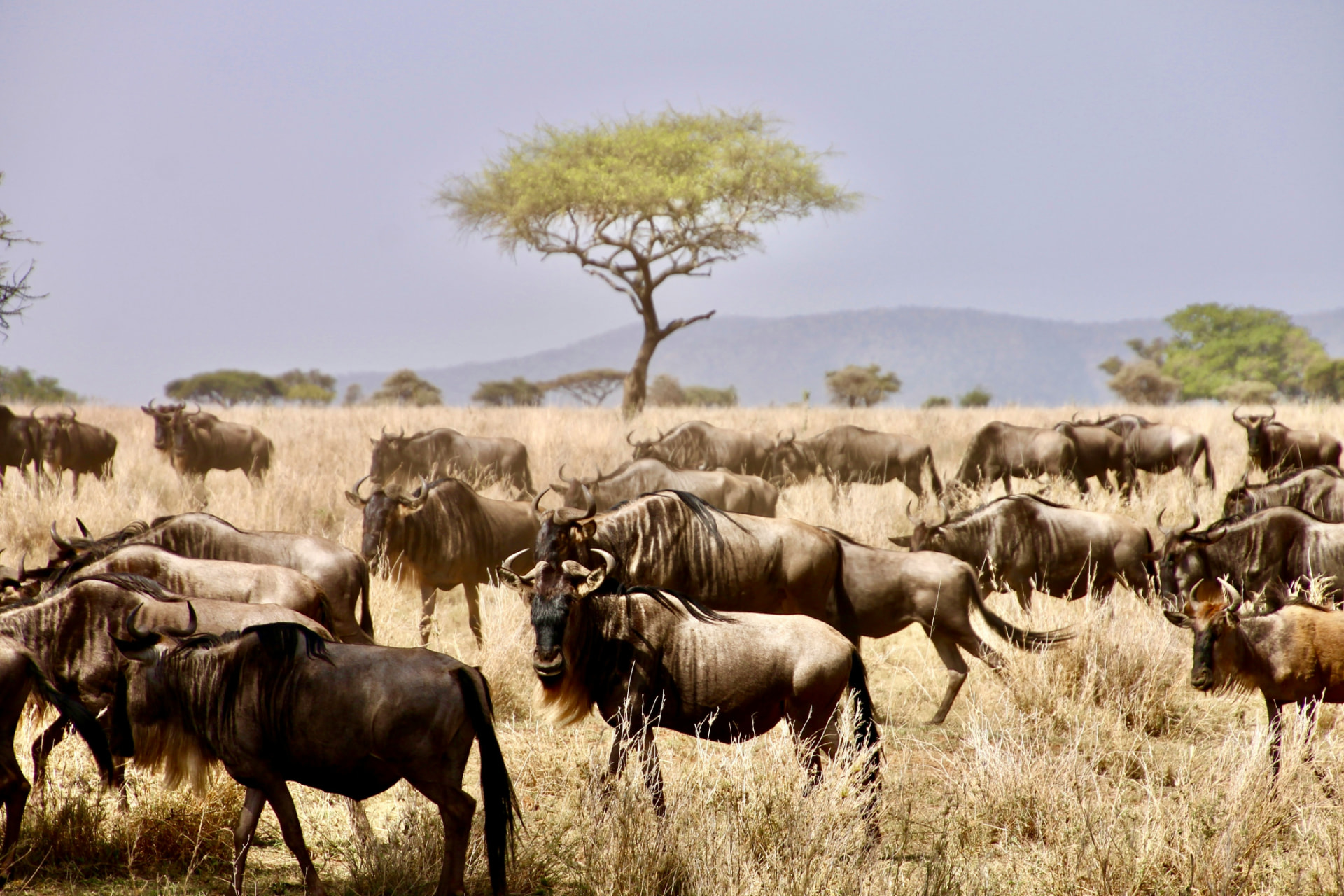 5 Days Tanzania Northern Circuit Safari — Tarangire National Park and Serengeti National Park
