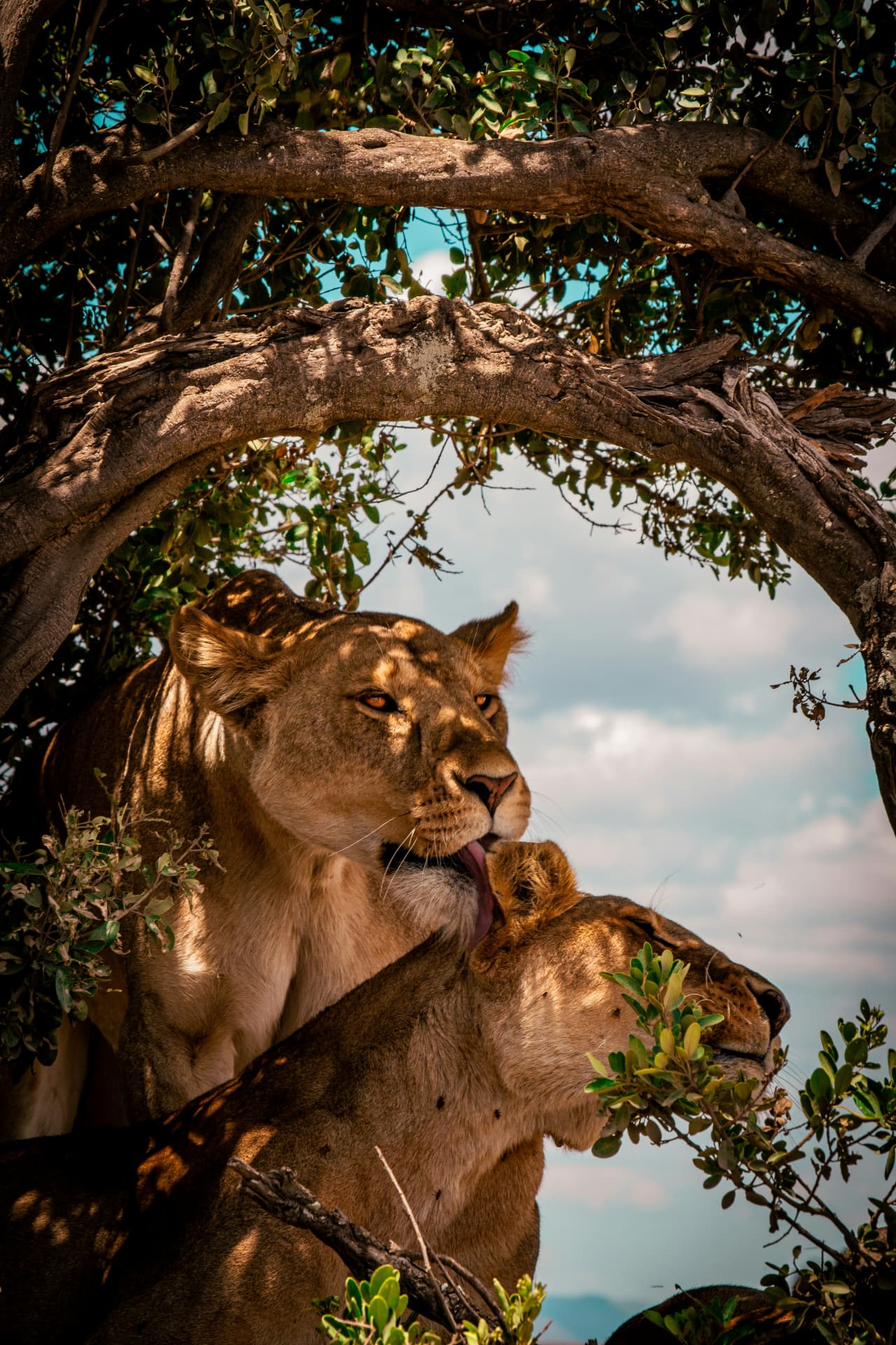 7 Days Tanzania Honeymoon Safari — Tarangire National Park and Serengeti National Park