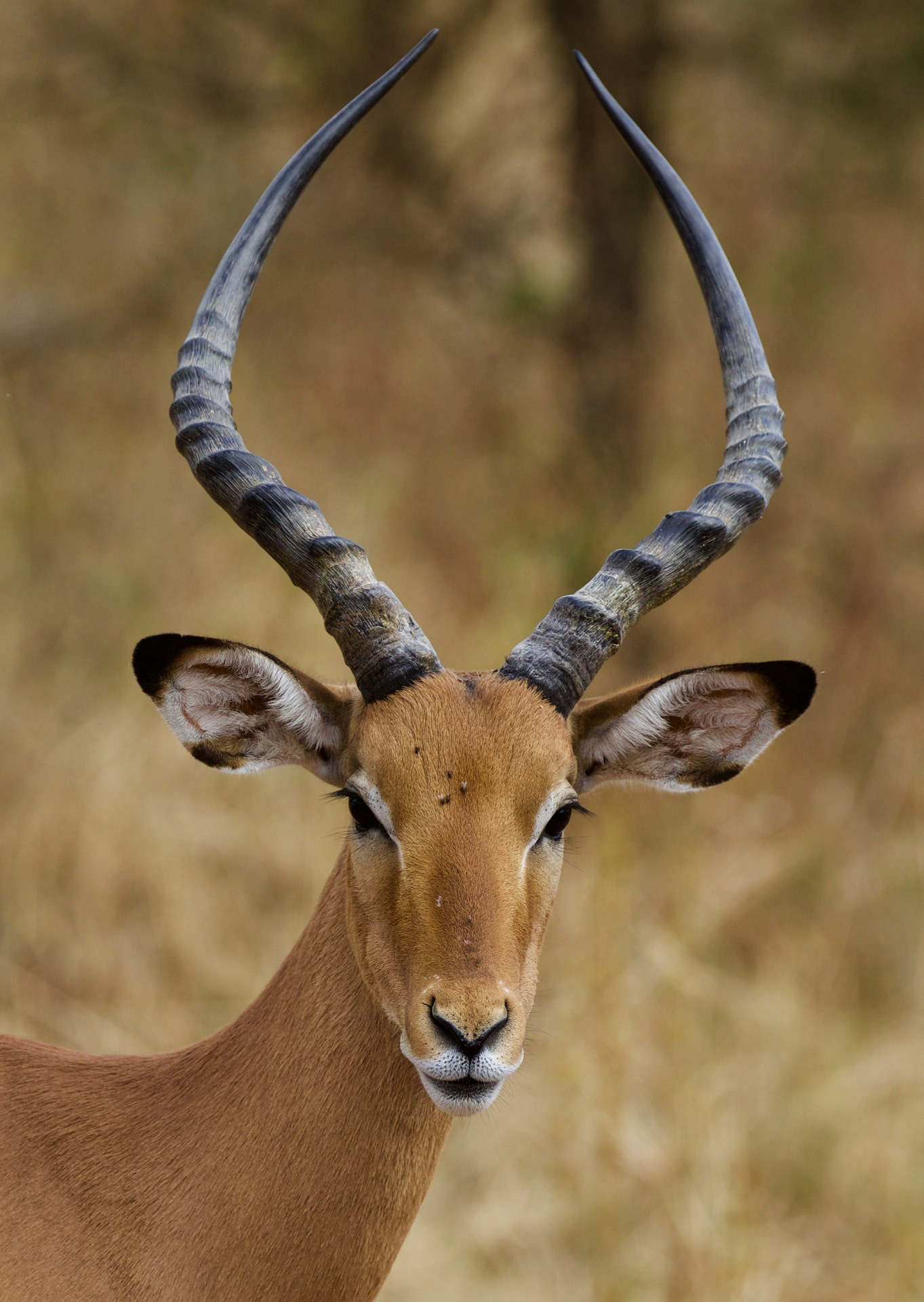 9 Days Ultimate Tanzania Safari — Tarangire National Park and Lake Manyara National Park