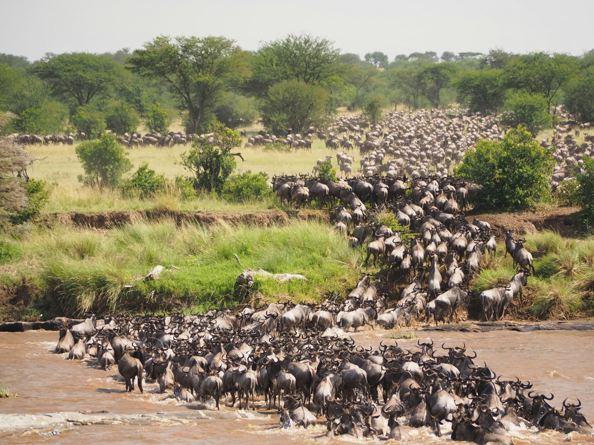 5 Days Serengeti Migration Safari — Serengeti National Park and Ngorongoro Crater
