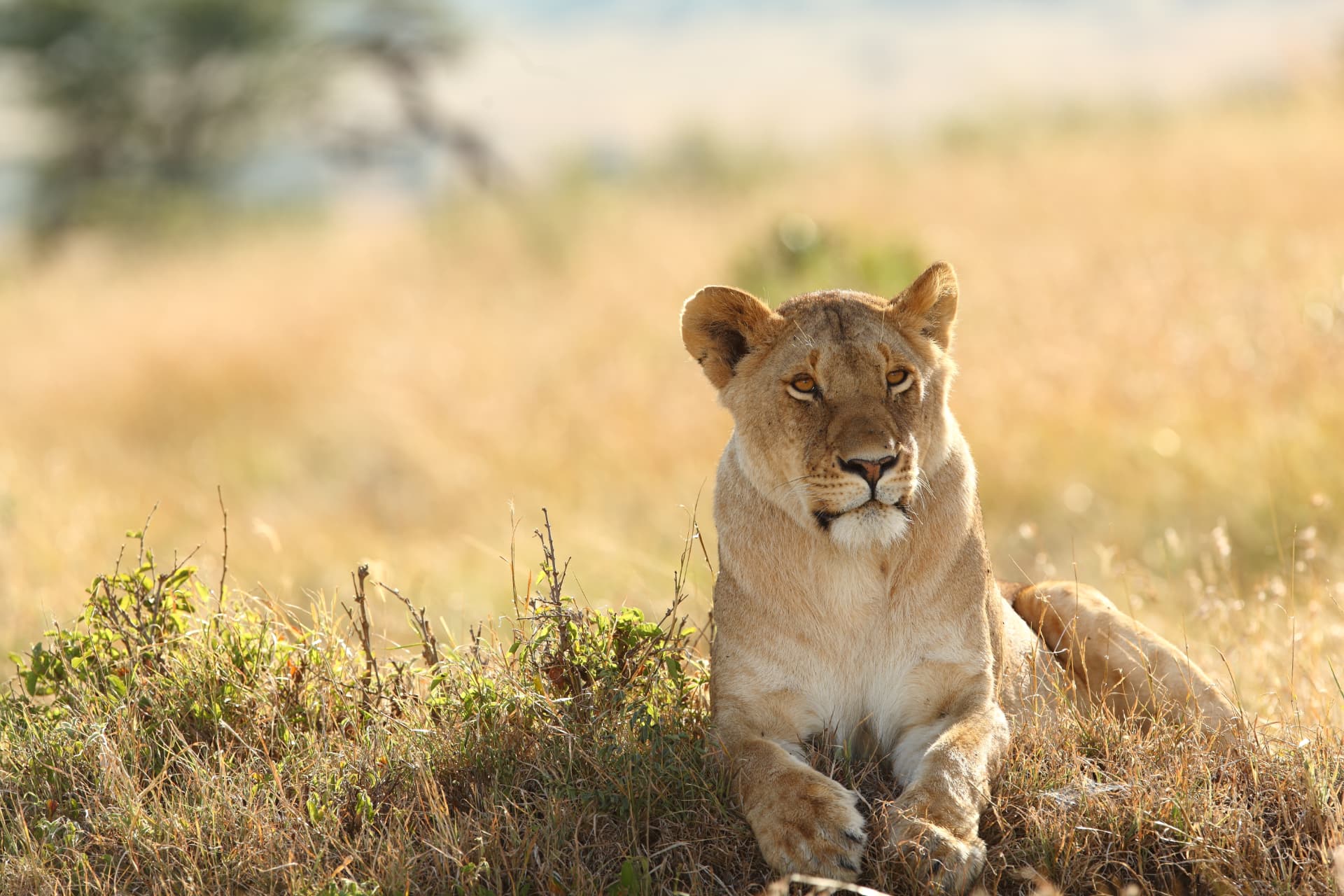 Safari guide scanning the plains for wildlife at sunrise