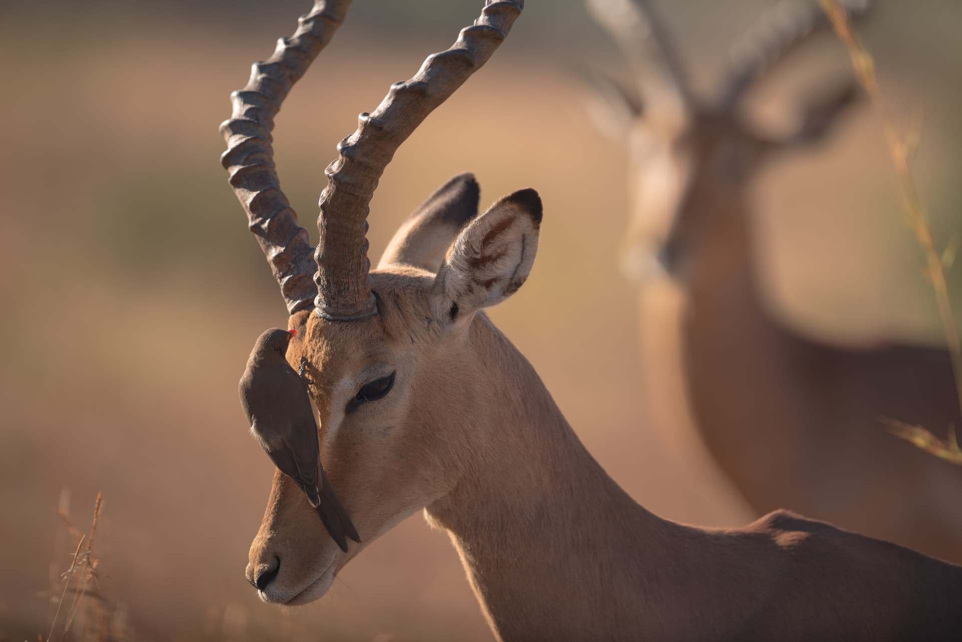 Ruaha National Park, Southern Tanzania