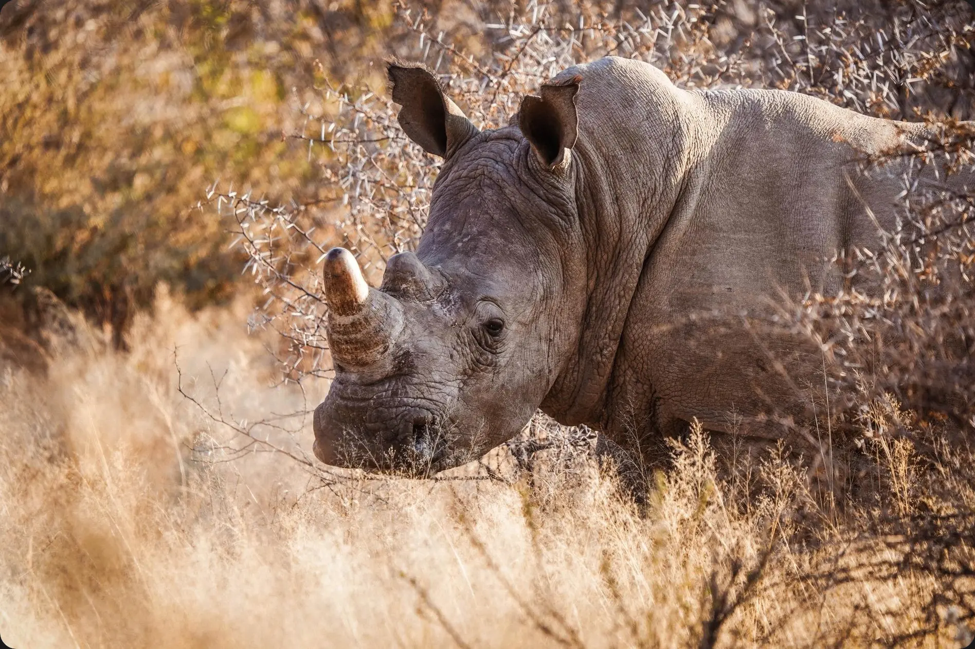 White rhinoceros moving through golden grass and thorn scrub on safari