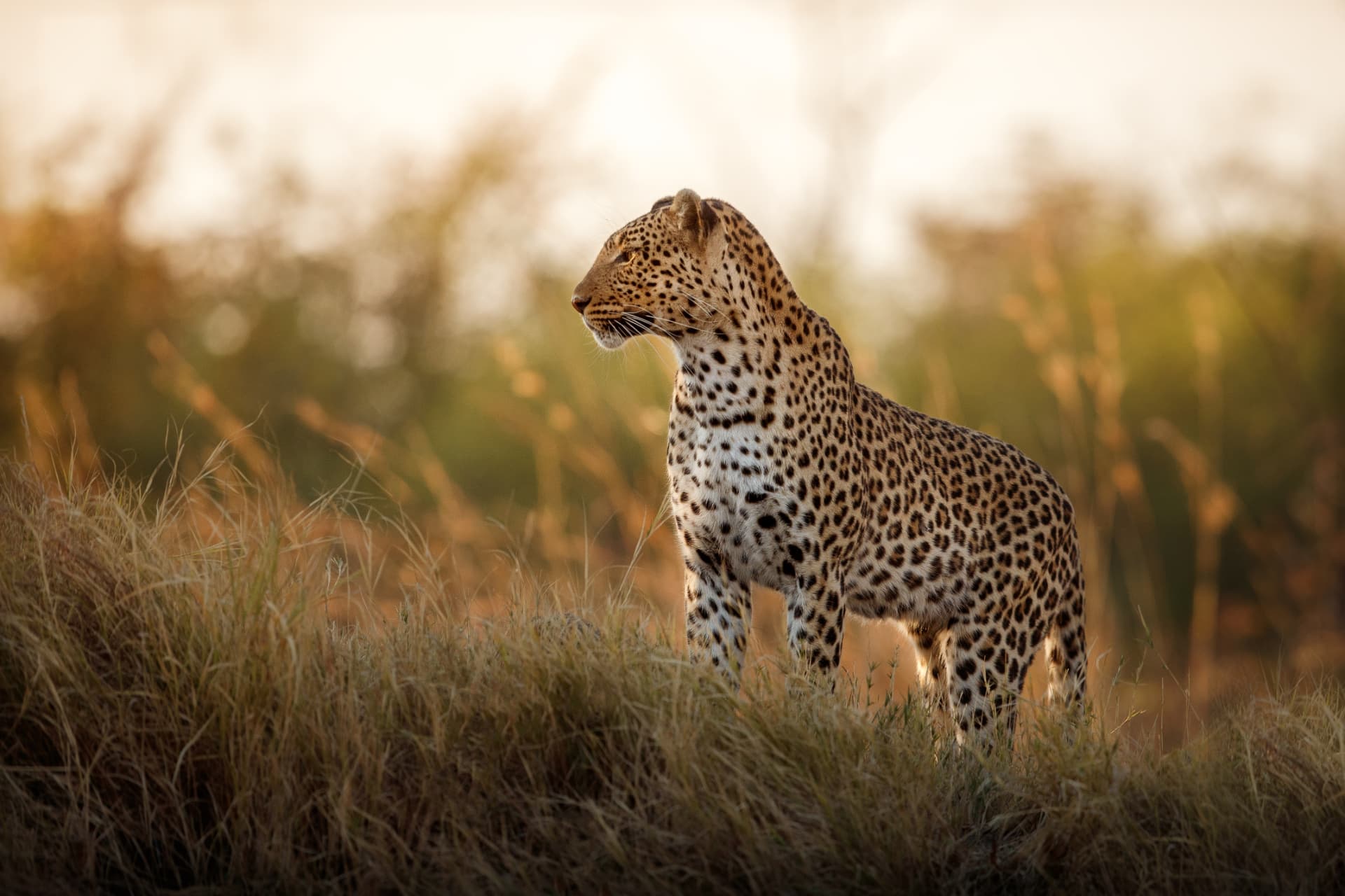 3 Days Serengeti & Ngorongoro Safari — Serengeti National Park and Ngorongoro Crater