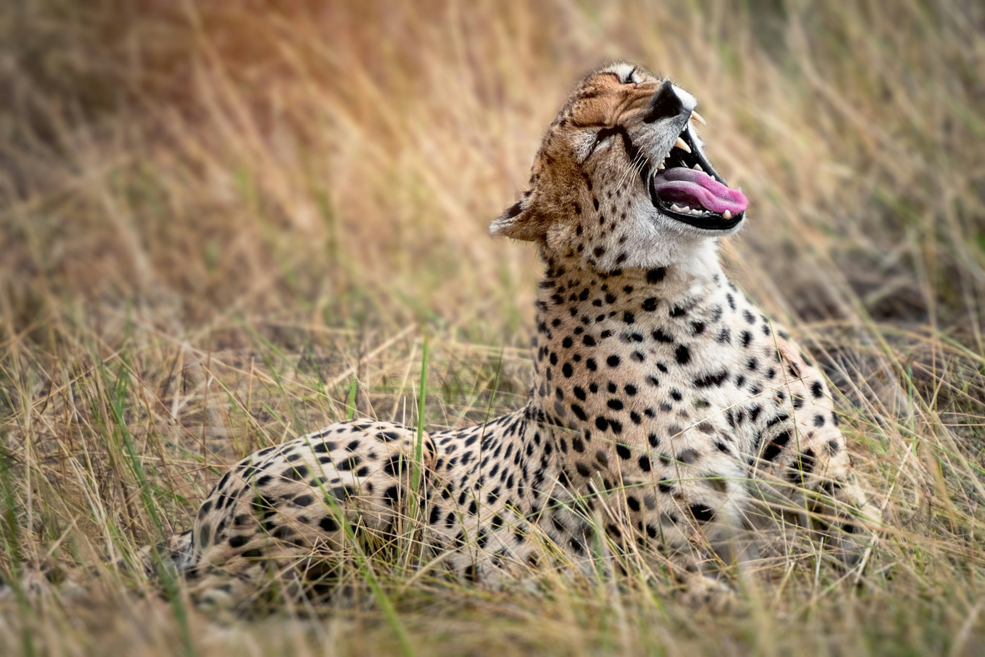 14 Days Tanzania Luxury Safari — Tarangire National Park and Serengeti National Park