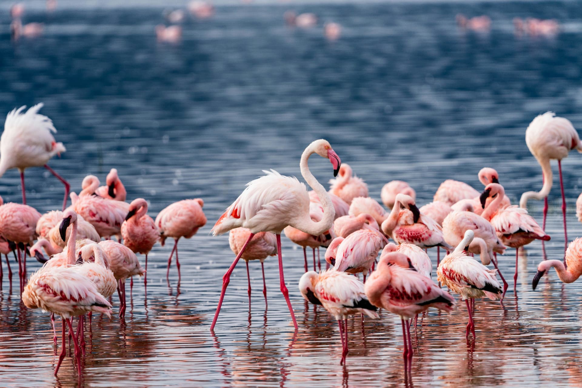6 Days Tanzania Wildlife Safari — Tarangire National Park and Lake Manyara National Park