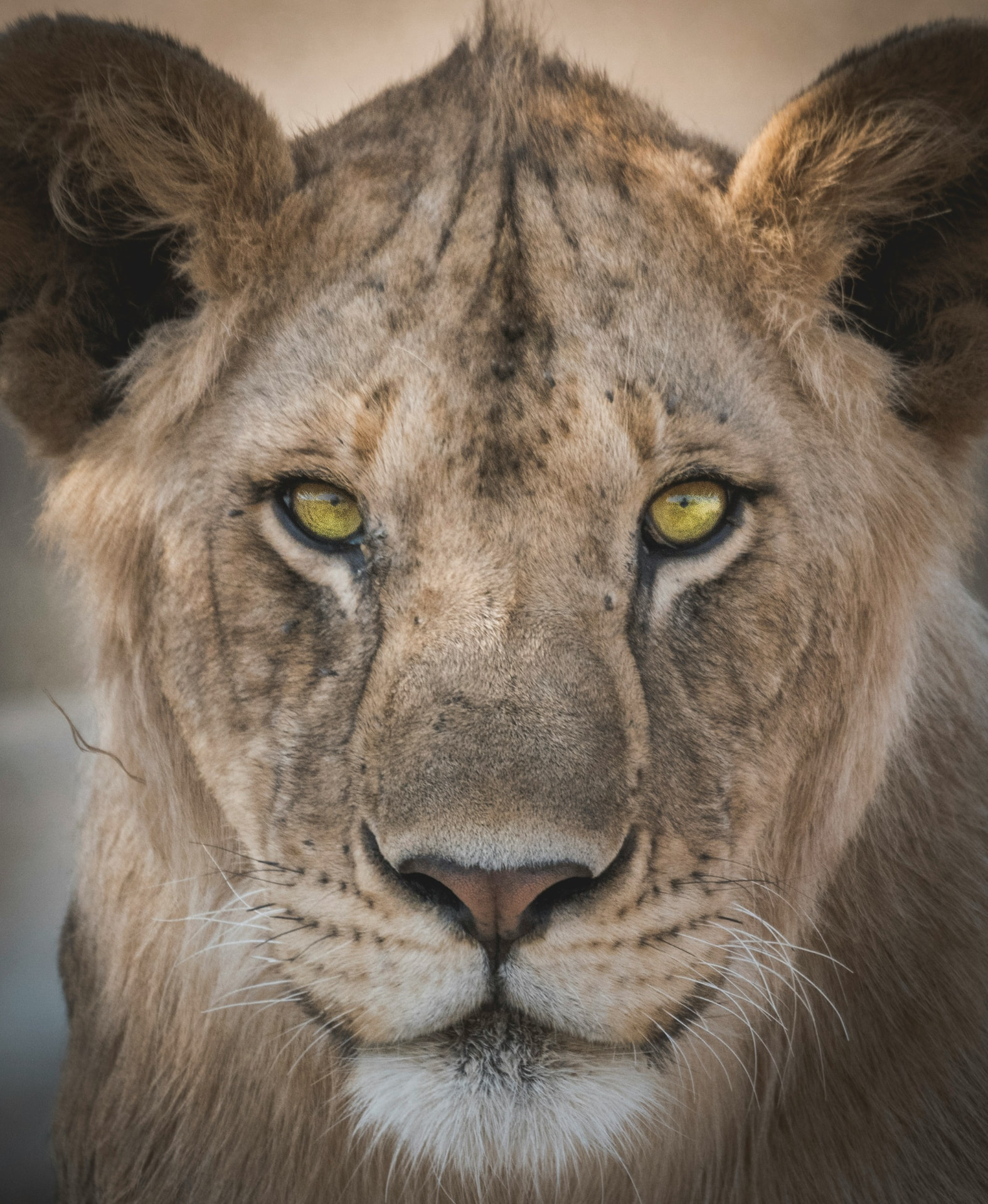 7 Days Great Migration Safari — Serengeti National Park and Ngorongoro Crater