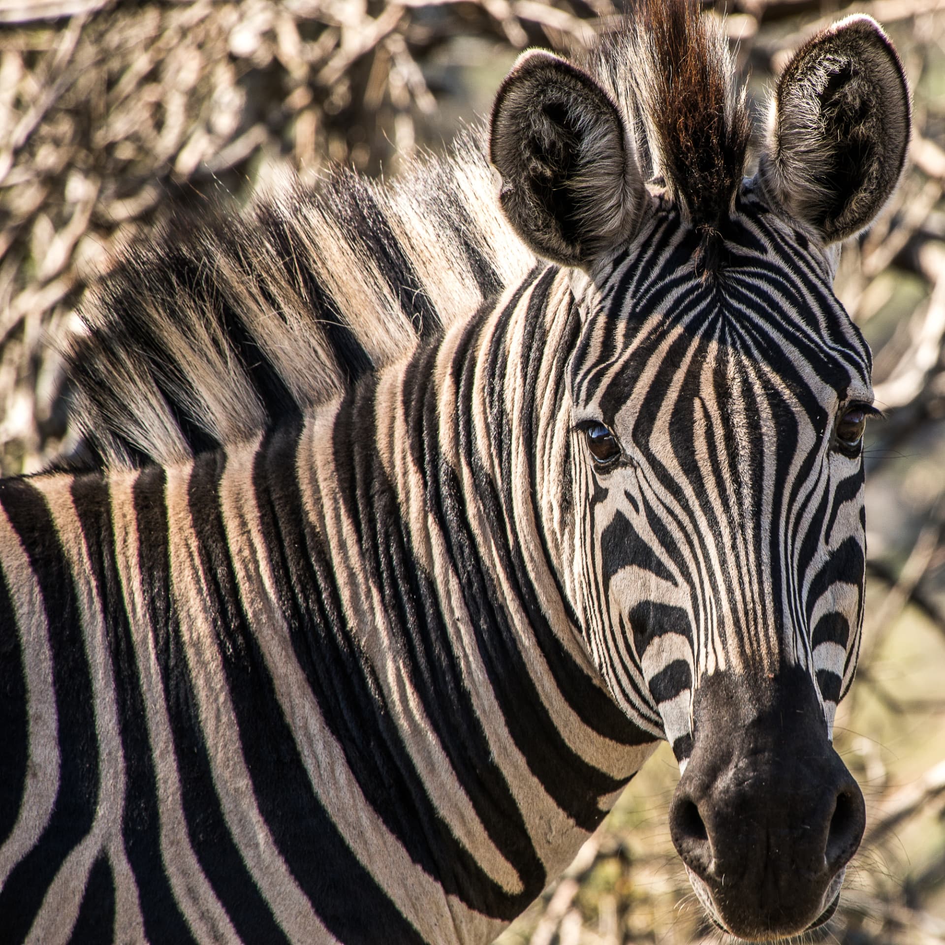 Mikumi National Park, Southern Tanzania